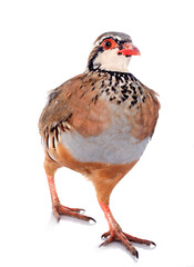 French Partridge, Alectoris rufa