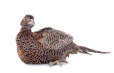 female European Common Pheasant