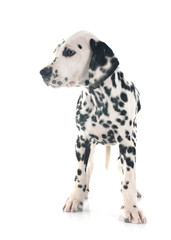 puppy dalmatian in studio