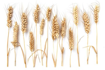 Wheat ears or heads set isolated on white background. Package design element. Generative Ai