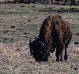 American Bison in Elk Lake national park