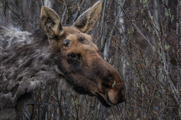 moose in the woods