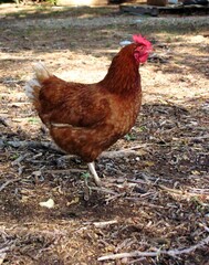 Chicken Walking Around Farm
