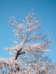 Cherry blossom branch against a blue spring sky