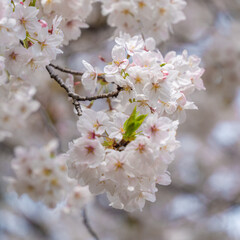 Cherry blossom branch against a blue spring sky