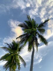 Fototapeta na wymiar Coconut palm trees on the beach
