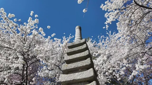 Japanese lantern at tidal basin (Chery blossom) - Washington DC (USA)