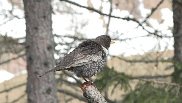  Collared blackbird, Turdus torquatus, merlo dal collare 