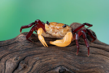 Lepidothelphusa menneri on wood, Indonesian new crab (three color) closeup, Lepidothelphusa menneri crab 