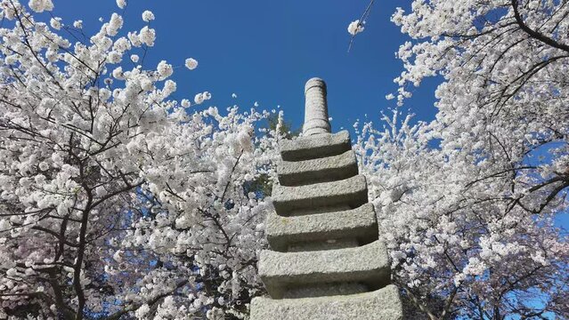 Japanese lantern at tidal basin (Chery blossom) - Washington DC (USA)