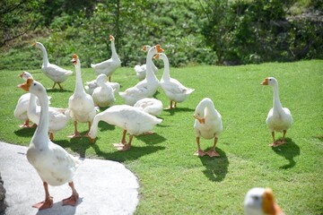 Obraz premium Several white geese standing on the green grass with a backdrop of green trees.