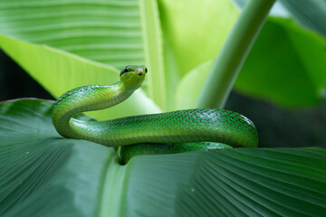 Gonyosoma snake on green leaves, Head of Gonyosoma snake, Green gonyosoma snake looking around "Gonyosoma oxycephalum" on leaves