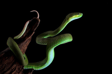 Trimeresurus Insularis closeup on branch, Indonesian viper snake closeup