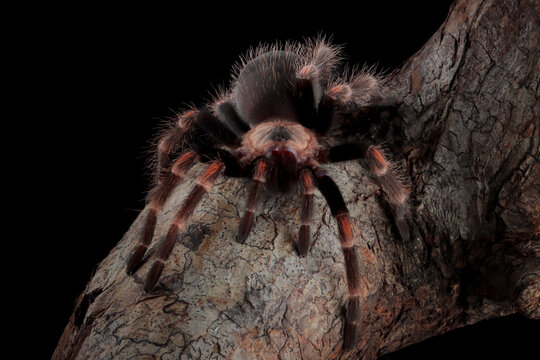 Hamorii tarantula camouflage on wood, Tarantulla closeup on isolated background, Tarantula Hamorii tarantula on wood