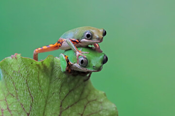 The tiger leq frog climbs on its mother's back, Phyllomedusa hypochondrialis climbing on leaves