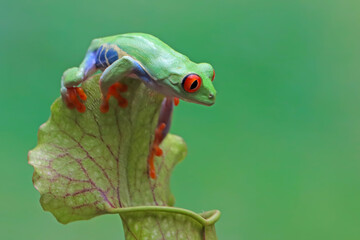 Red-eyed tree frog on nepenthes, Red-eyed tree frog sitting on green leaves, red-eyed tree frog (Agalychnis callidryas) closeup