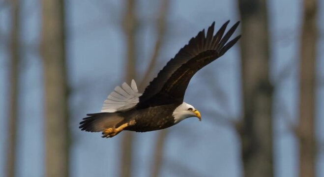 an eagle flying in the air