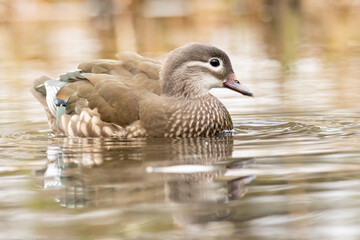 Female mandarin duck (Aix galericulata) in natural habitat