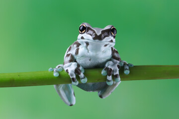 The Amazon milk frog (Trachycephalus resinifictrix) closeup on branch, Panda bear tree frog on branch. The mission golden eyed tree frog