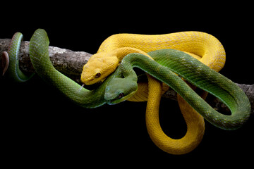 The Yellow White-lipped Pit Viper (Trimeresurus insularis) and Trimeresurus Insularis on tree, Grenn viper and yellow viper on branch, Indonesian snake