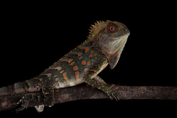 Gonocephalus chamaeleontinus on isolated background, Chameleon forest dragons on branch with black background