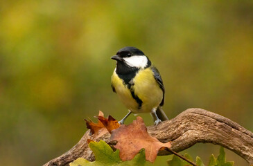 Great tit drink water and sitting on branch
