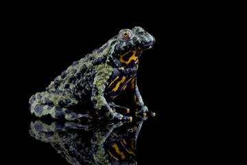 Fire belly toad closeup on reflection, Oriental fire-bellied toad (Bombina orientalis) female,...