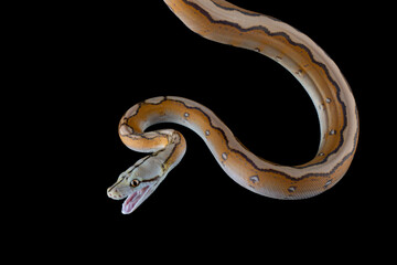 Orange Glow Motley Reticulated Python (Malayopython reticulatus), Reticulatus python snake on black...