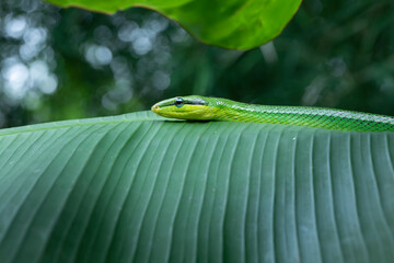 Gonyosoma snake on green leaves, Head of Gonyosoma snake, Green gonyosoma snake looking around 