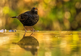 Blackbird sitting on the ground