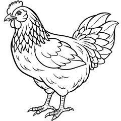 Feathered Delight Discover Stunning Hen Vector Illustrations