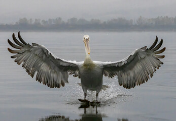 Dalmatian Pelican of Kerkini Lake