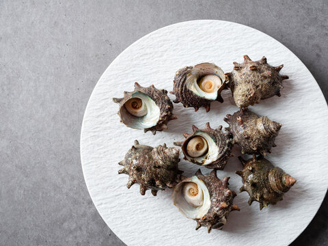 Turbo sazae on plate
