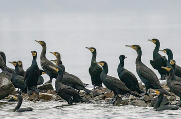 Great Cormorant (Phalacrocorax carbo) in natural habitat