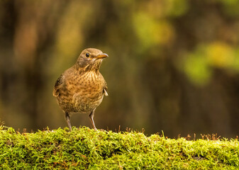 Blackbird sitting on the ground