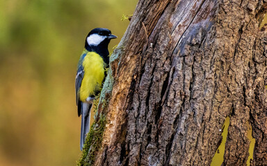 Naklejka premium Great tit drink water and sitting on branch
