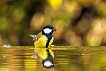 Great tit drink water and sitting on branch