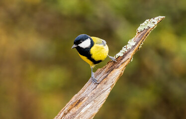 Great tit drink water and sitting on branch