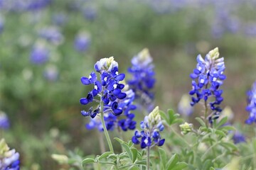 Obraz premium Texas Bluebonnet in Field