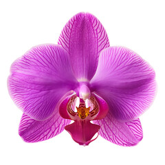 Beautiful orchids, for decorative plants or natural themes
