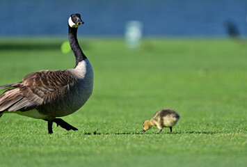 Canada Geese Parents with their goslings 