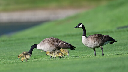 Canada Geese Parents with their goslings 