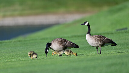 Canada Geese Parents with their goslings 