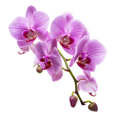 Beautiful orchids, for decorative plants or natural themes