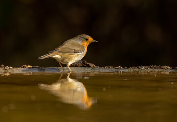 Robin bird sitting with open wing close to paddle