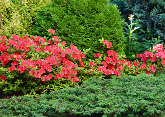 Blooming red azalea flowers in the spring garden. Gardening concept