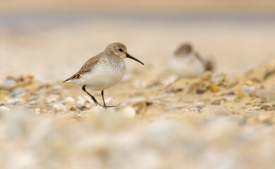 Dunlin (Calidris alpina) in natural habitat