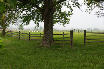 Tulip poplar blooming at the Old Alms House Cemetery on a foggy morning. Gettysburg National...