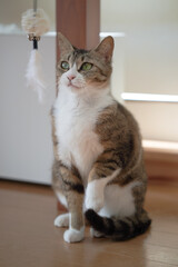 おもちゃで遊ぶ猫