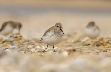 Dunlin (Calidris alpina) in natural habitat